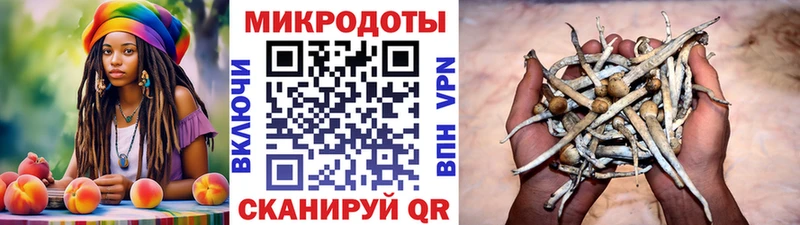 Псилоцибиновые грибы Psilocybine cubensis  Кузнецк 
