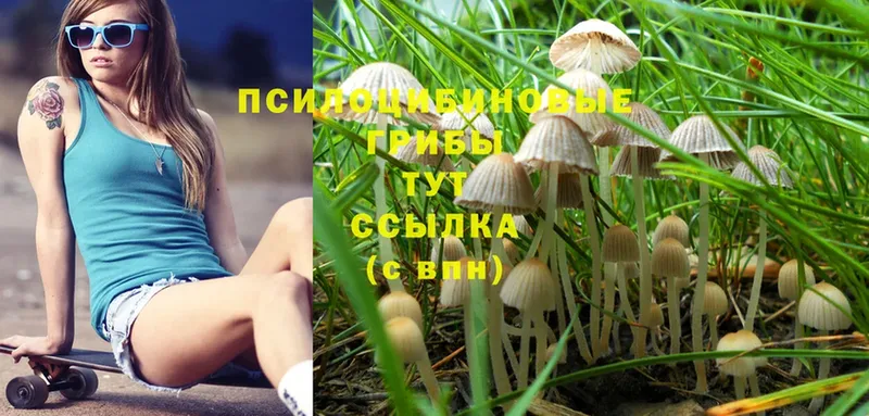 Псилоцибиновые грибы Psilocybe  блэк спрут онион  Кузнецк 